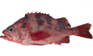 Darkblotched Rockfish