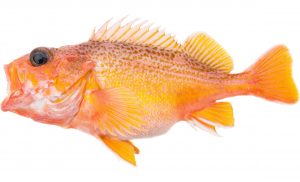 Greenspotted Rockfish