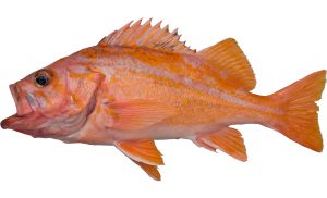 Fish ID – RecFIN