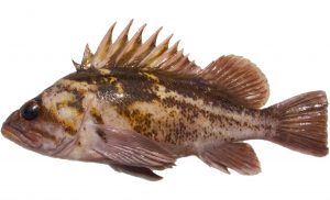 Copper Rockfish (Variant)