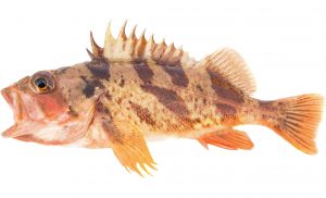 Calico Rockfish