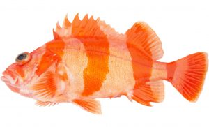 Flag Rockfish