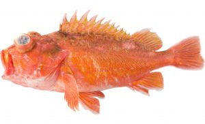 Greenblotched Rockfish