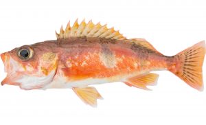Halfbanded Rockfish