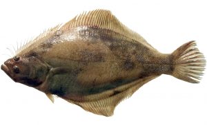 Pacific Sand Sole
