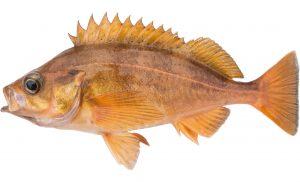 Speckled Rockfish