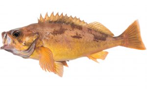 Squarespot Rockfish