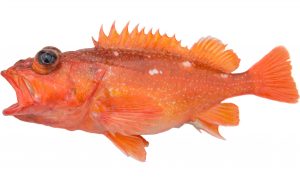 Starry Rockfish