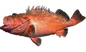 Bronzespotted Rockfish