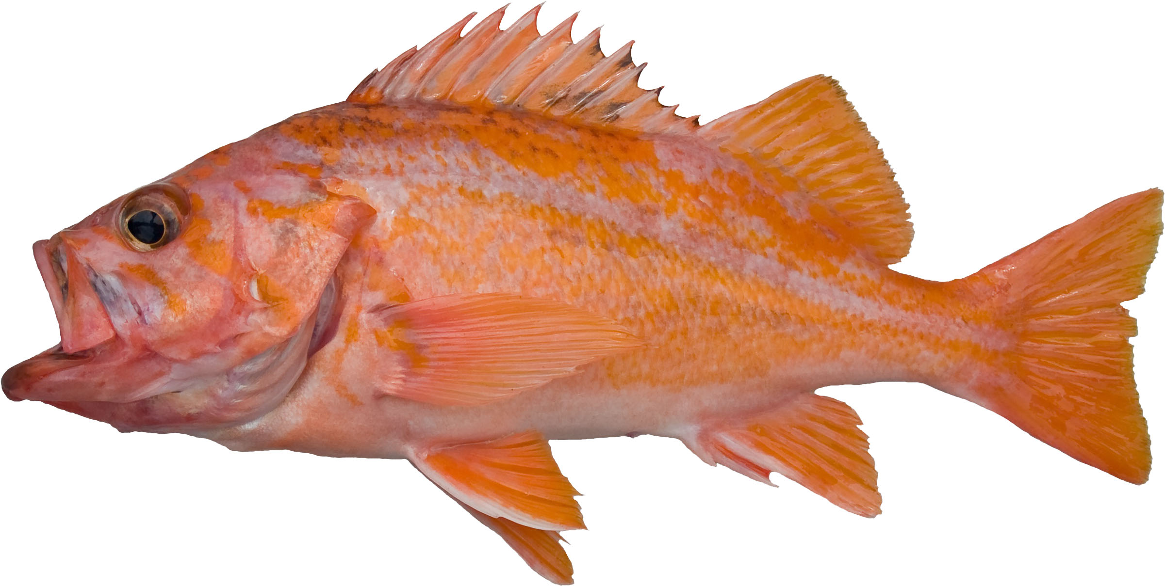 Canary Rockfish (Variant)