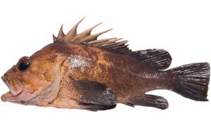 Quillback Rockfish (Variant)