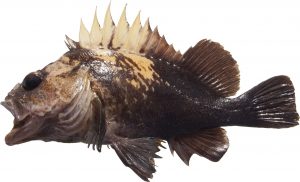 Quillback Rockfish (Variant)