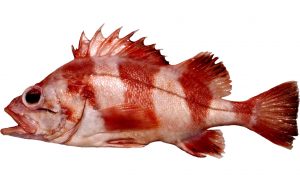 Redbanded Rockfish