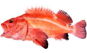 Yelloweye Rockfish (Juvenile)