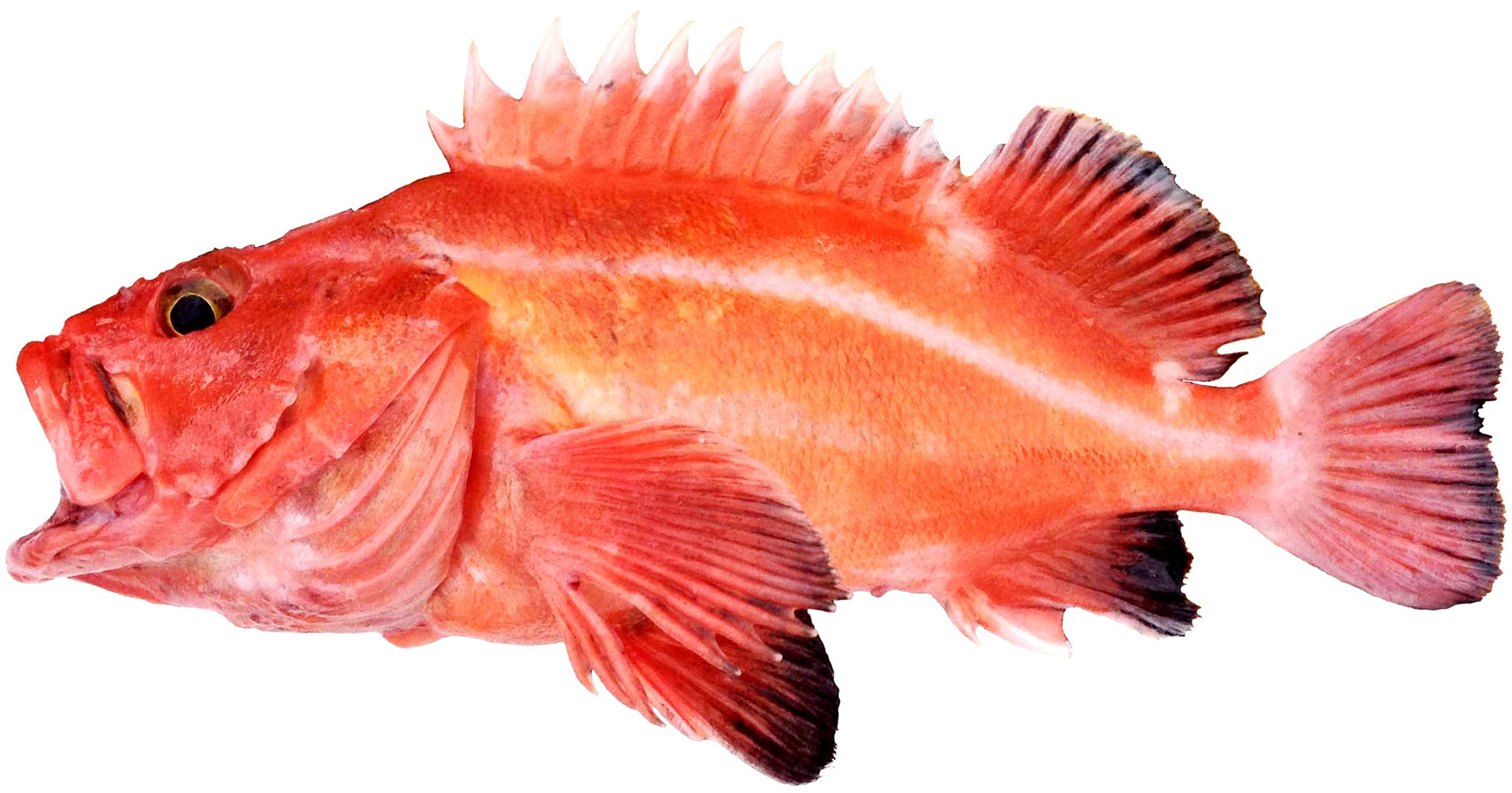 Yelloweye Rockfish