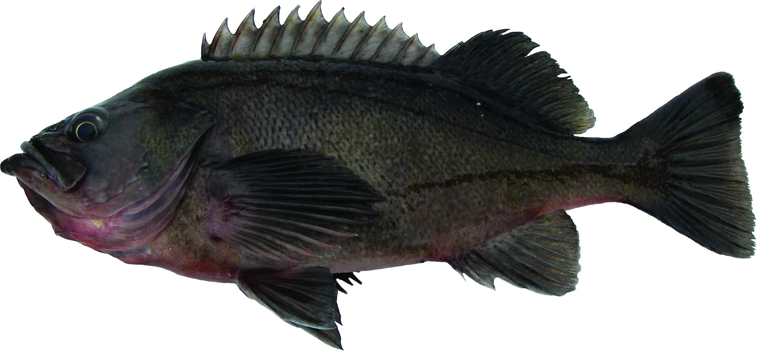 Dusky Rockfish (Dark Version)