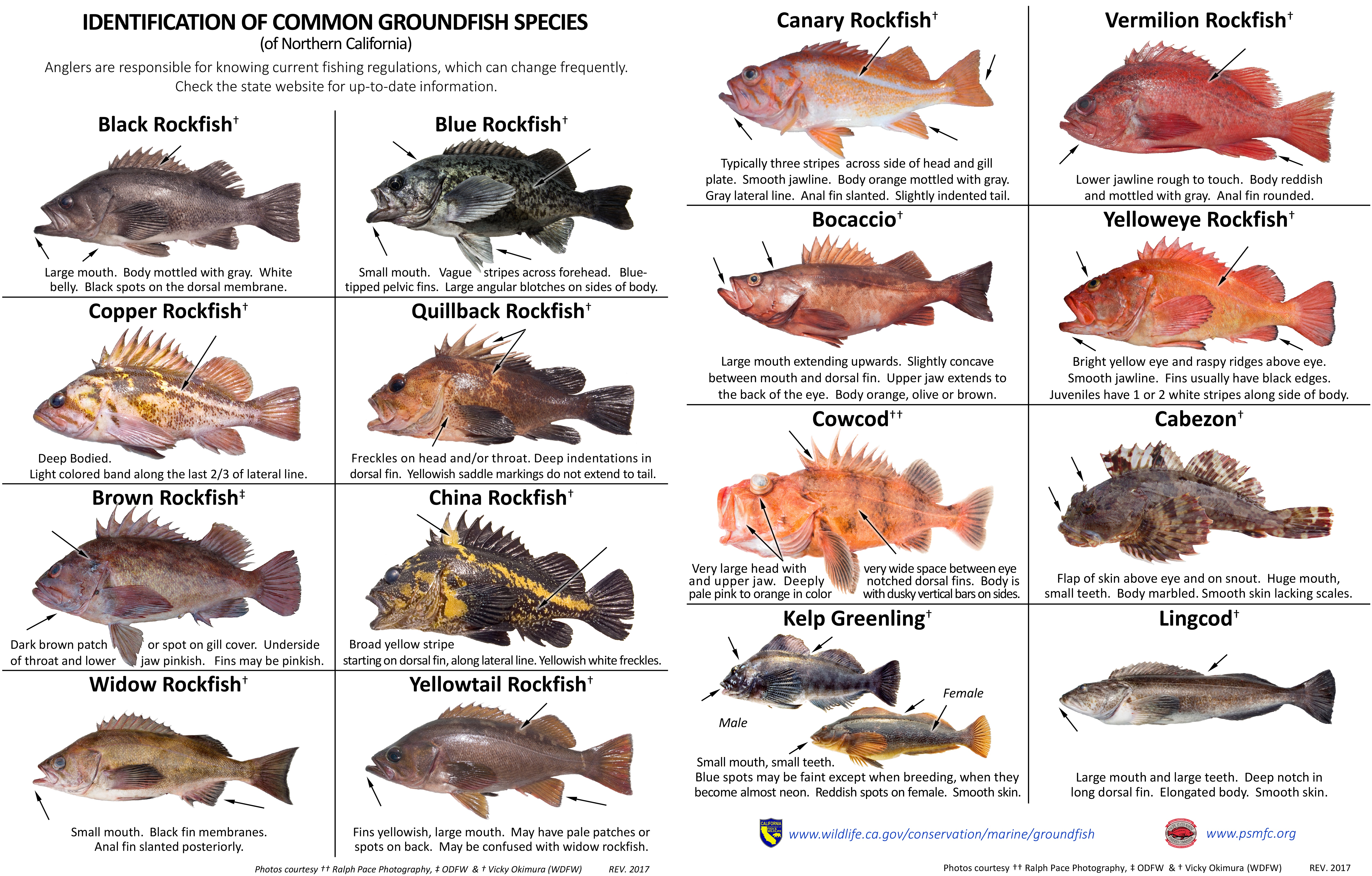 Identification of Common Groundfish Species of Northern California