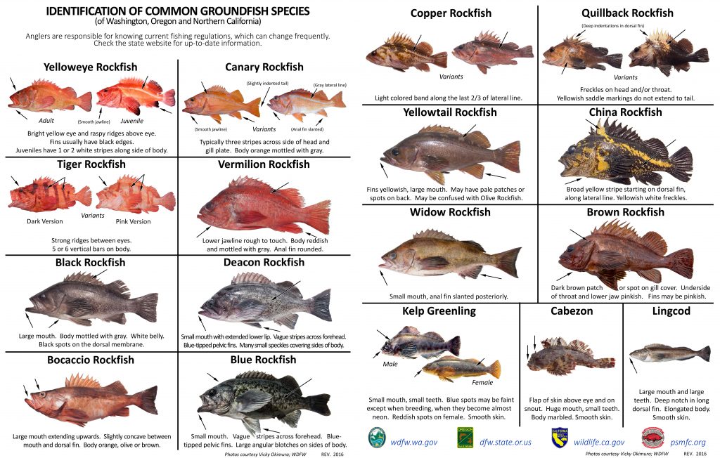 California Rockfish Chart