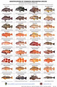 Alaska Rockfish Identification Chart