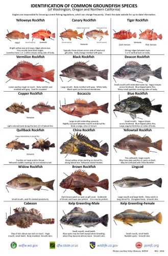 IDENTIFICATION-OF-COMMON-GROUNDFISH-SPECIES-of-Washington-Oregon-and-Northern-California-poster(new logo)