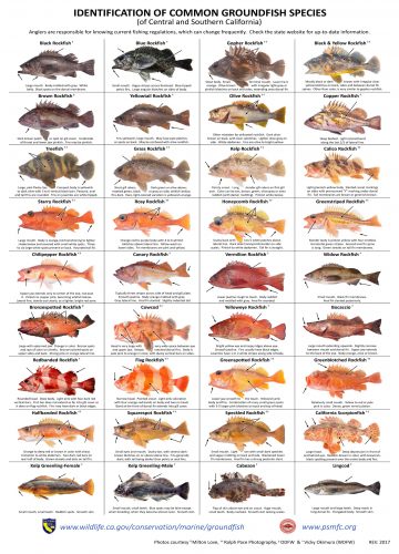 IDENTIFICATION-OF-COMMON-GROUNDFISH-SPECIES-of-central-and-Southern-California-poster(new logo)