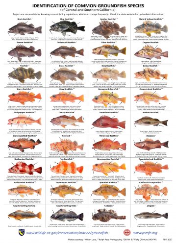 IDENTIFICATION-OF-COMMON-GROUNDFISH-SPECIES-of-central-and-Southern-California-poster(new logo)