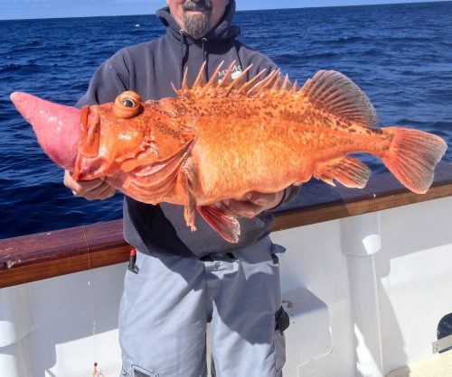 Victor with a Bronzespotted rockfish on the NWFSC Hook and Line Survey 2023 A person on a boat holding a Bronzespotted rockfish with swim bladder sticking out of the mouth and eyes bulging